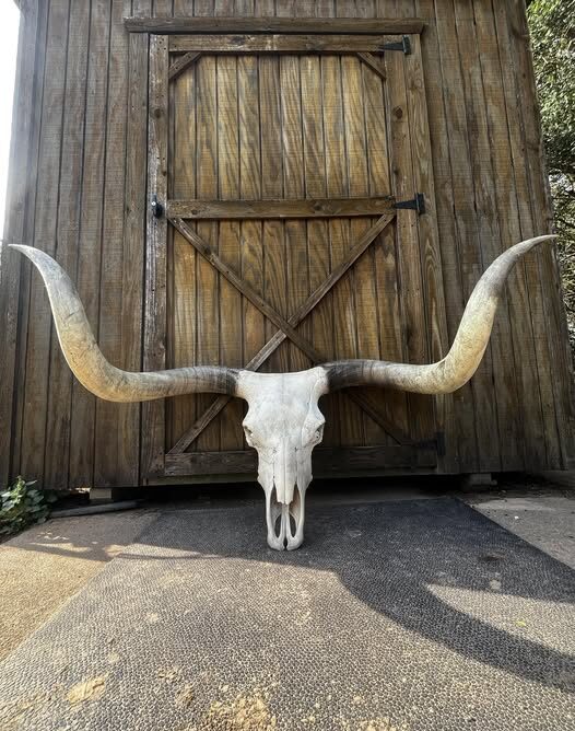 Authentic Texas Longhorn Skull (Raffel)
